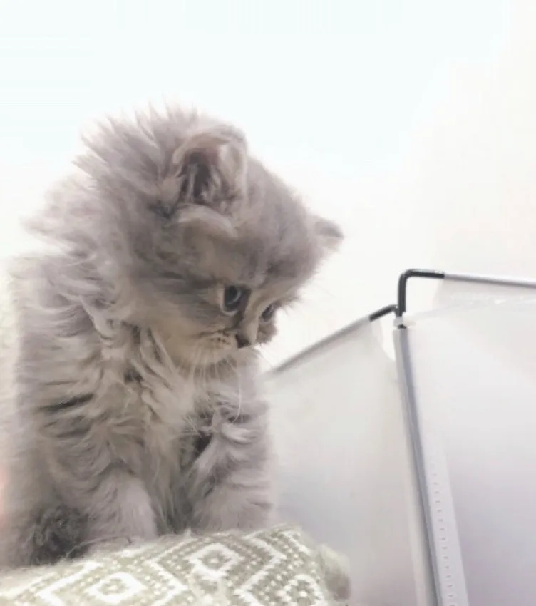 東京都T様 あおくん