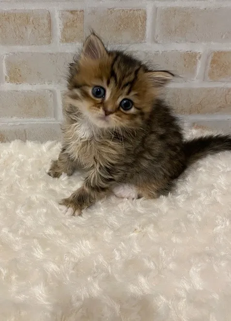 神奈川県T様 mochaちゃん