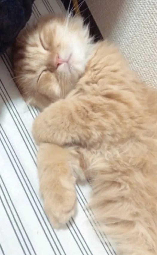 東京都F様 ヴァルゴくん