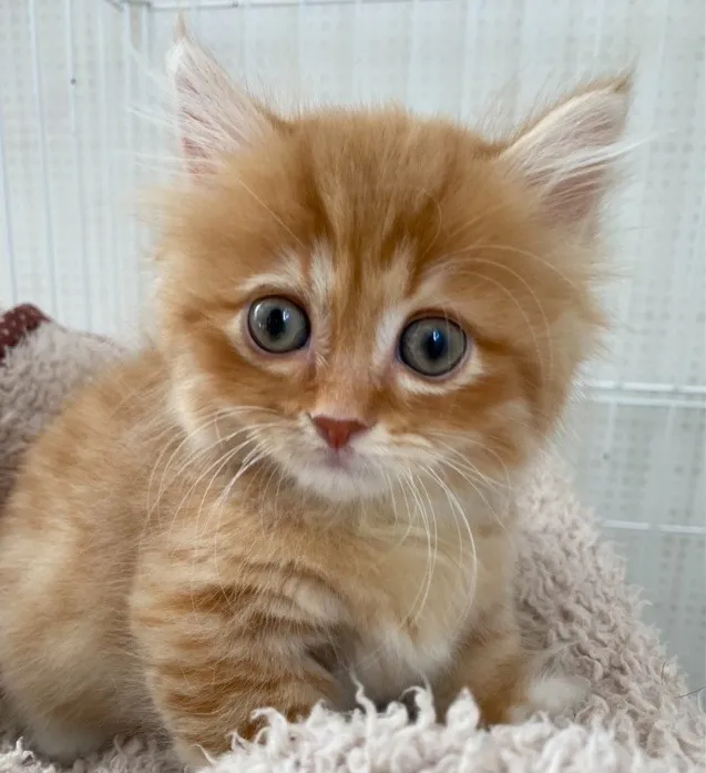 静岡県S様 コロンくん