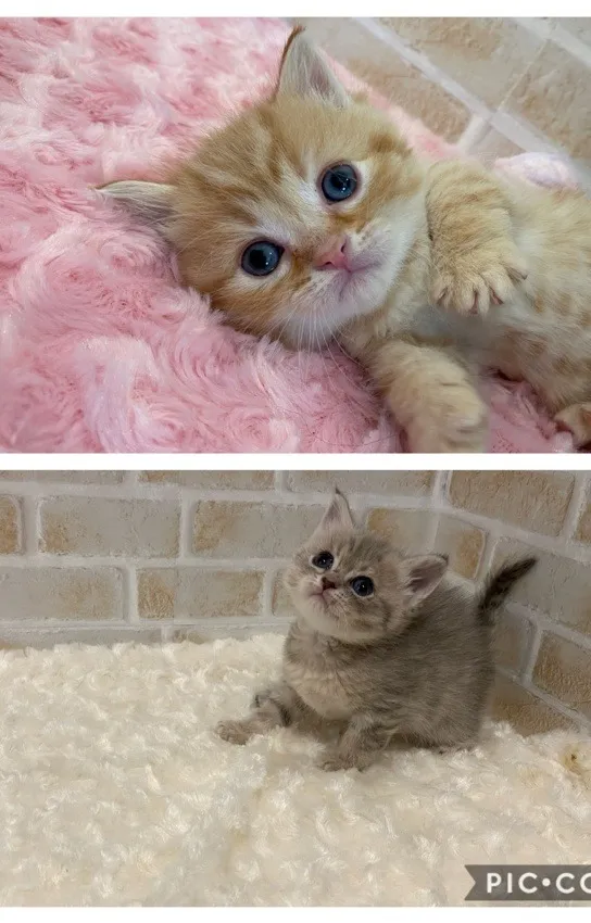 埼玉県M様 桃ちゃんトムくん