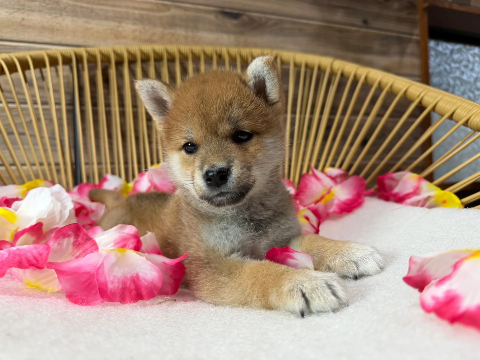 柴犬♂