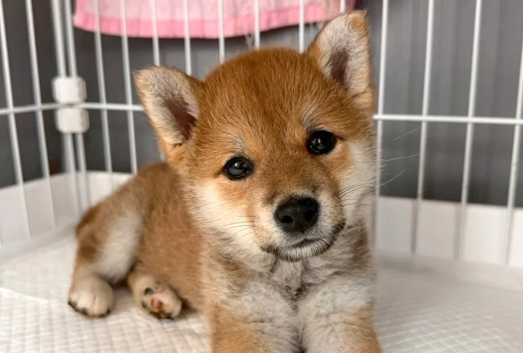 柴犬♂
